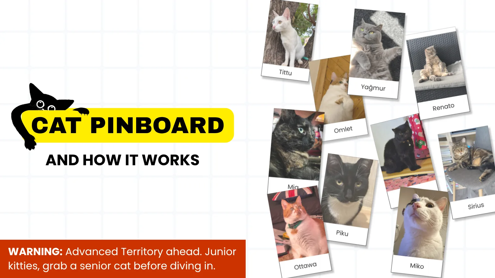 The coding.kitty cat pinboard, a cork board covered in pinned cat photos
