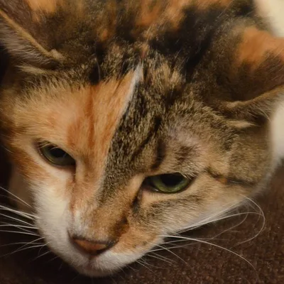 Ruhi's avatar: an unimpressed calico cat resting its chin on a sofa