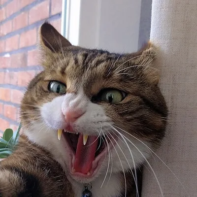 Sameer's avatar: a tabby cat mid-yell