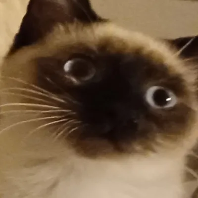 Jul's avatar: a wide-eyed siamese cat staring into the camera